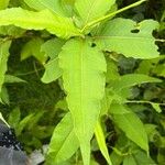 Rubrivena polystachya Blad