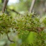 Vitis riparia Flower