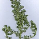 Amaranthus albus Yaprak