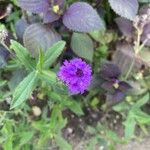 Verbena rigida 花