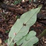 Diospyros capreifolia