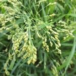 Panicum miliaceum 果実