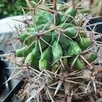 Ferocactus herrerae Habitatea