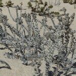 Otanthus maritimus Fruit