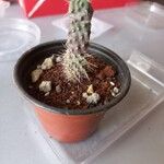 Cylindropuntia fulgida Folha