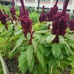 Amaranthus caudatus অভ্যাস