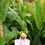 Impatiens tinctoria Цвят