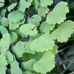 Adiantum poiretii Лист