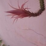 Cleistocactus winteri Blomst