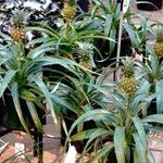 Ananas comosus Blad