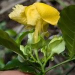 Stemmadenia grandiflora Flower