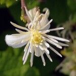 Clematis vitalba Fiore