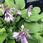 Hosta × tardiva