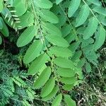 Robinia pseudoacacia برگ