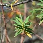 Hypericum lanceolatum Лист