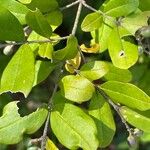 Ligustrum obtusifolium Blad