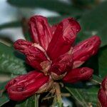 Rhododendron delavayi Çiçek