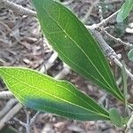 Strychnos madagascariensis Leaf