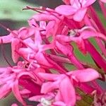 Valeriana lecoqii Flower