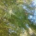 Taxodium distichumЛисток