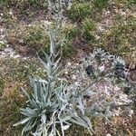 Cynoglossum magellense Hoja