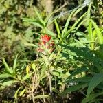 Castilleja tenuiflora പുഷ്പം