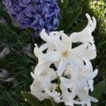 Hyacinthus orientalis പുഷ്പം