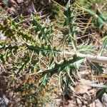 Ptilostemon hispanicus Leaf