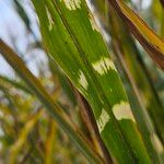 Miscanthus sinensis Leaf