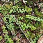 Gaultheria hispidula Blatt