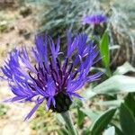 Cyanus triumfettii Flower