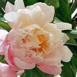 Paeonia lactiflora Floare