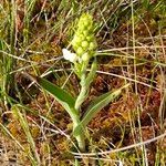 Platanthera blephariglottis 花