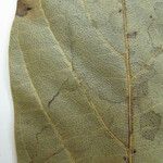 Ocotea amazonica Máis