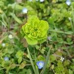 Euphorbia helioscopiaFlor