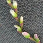 Persicaria hydropiper 花