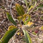 Salix lasiolepis पत्ता