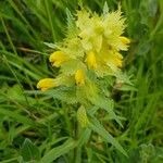 Rhinanthus major Flower
