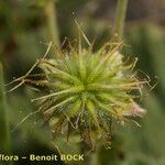 Geum pyrenaicum Fruit