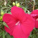 Hibiscus grandiflorus Flor