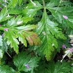 Geranium reuteri Hostoa