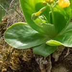 Primula auricula Liść