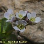 Arabis caerulea Bloem