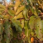 Terminalia paniculata Blatt