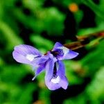 Moraea sisyrinchium Fleur