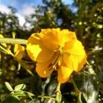 Senna multiglandulosa Floare