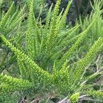 Fabiana imbricata Leaf