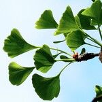 Ginkgo biloba Leaf