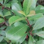 Photinia glabra Blad