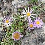 Aster alpinus Elinympäristö